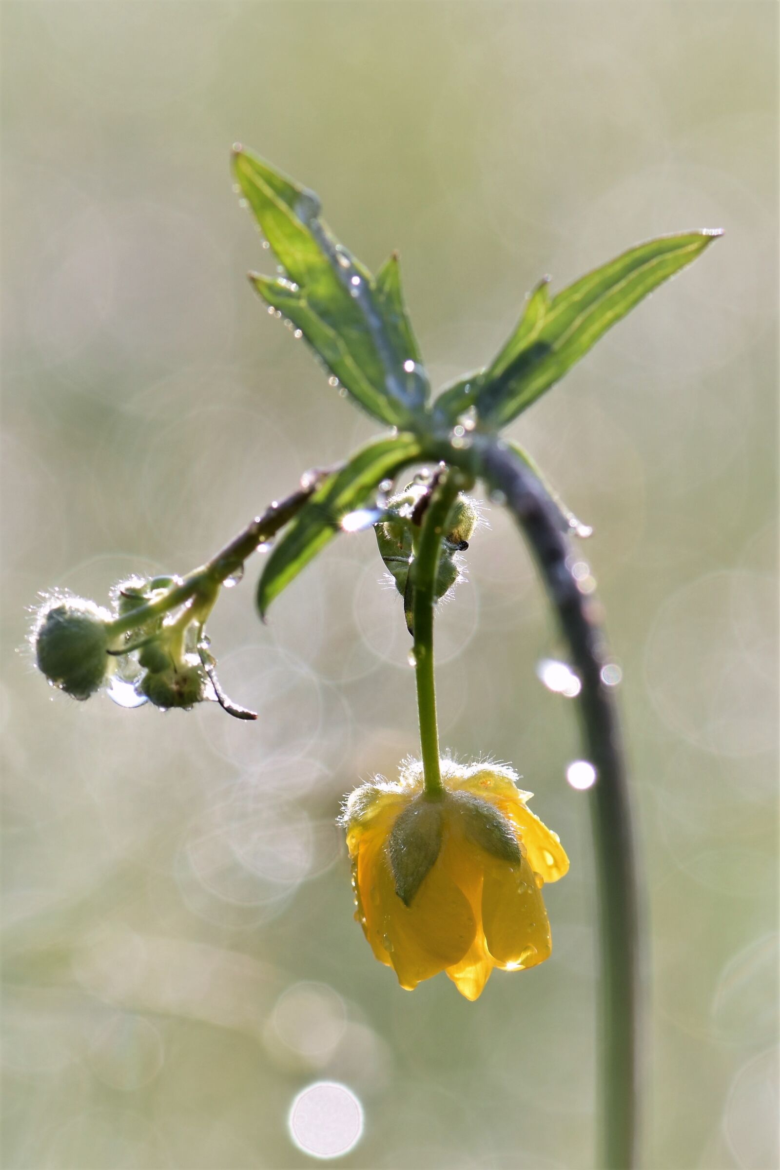Nikon D5500 sample photo. Buttercup, meadow, plant photography