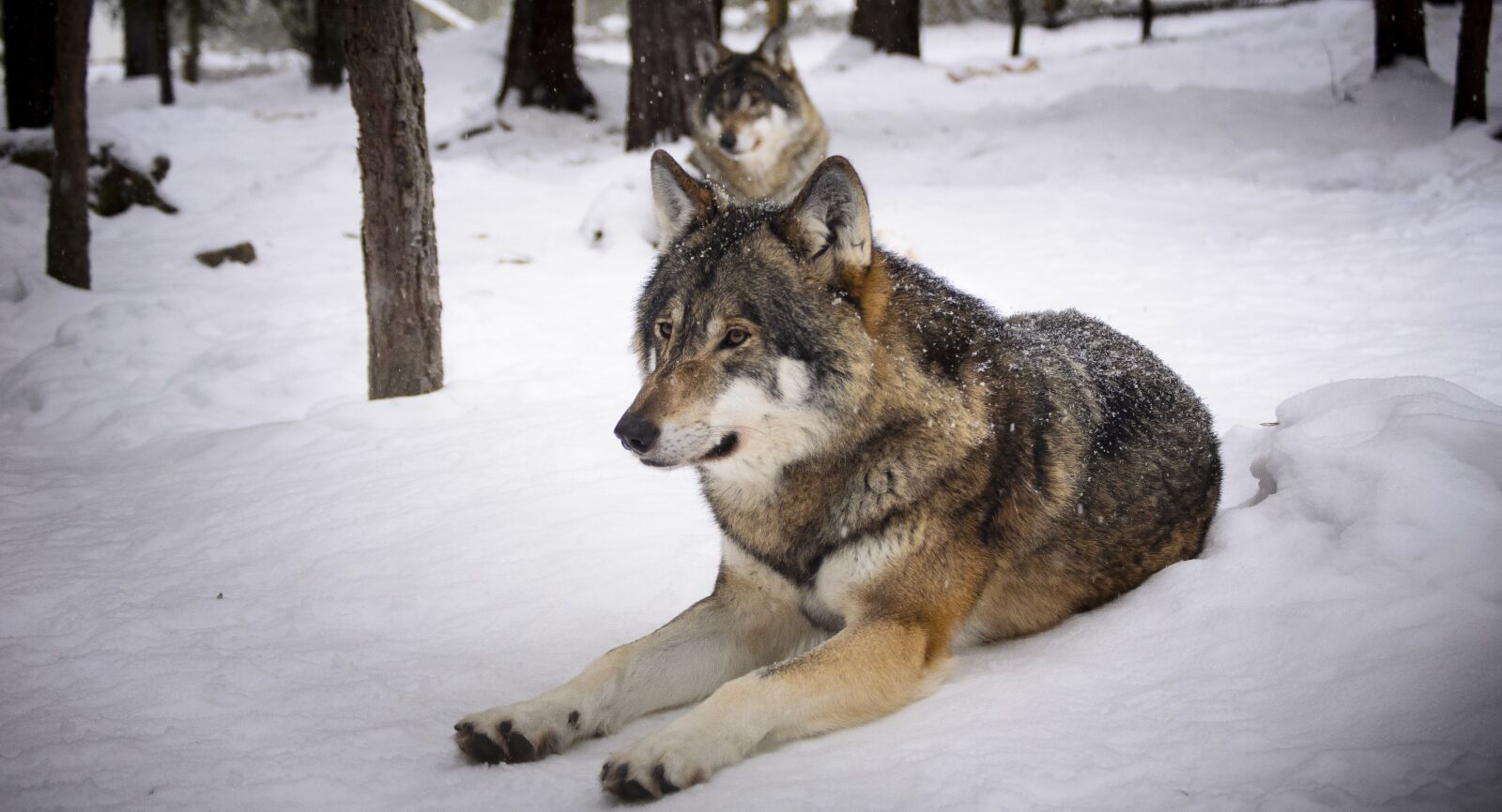 Nikon D7000 sample photo. Wolves, snow, predators photography