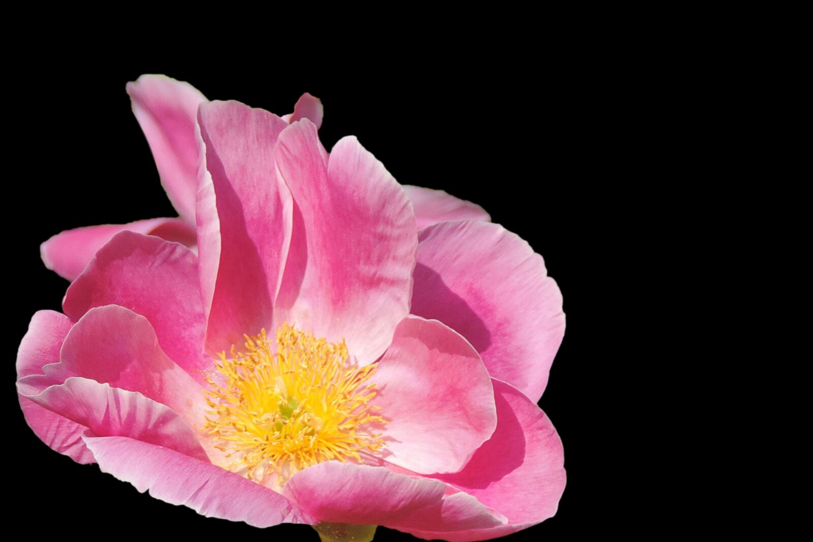 Nikon Coolpix P520 sample photo. Potato rose, japan rose photography