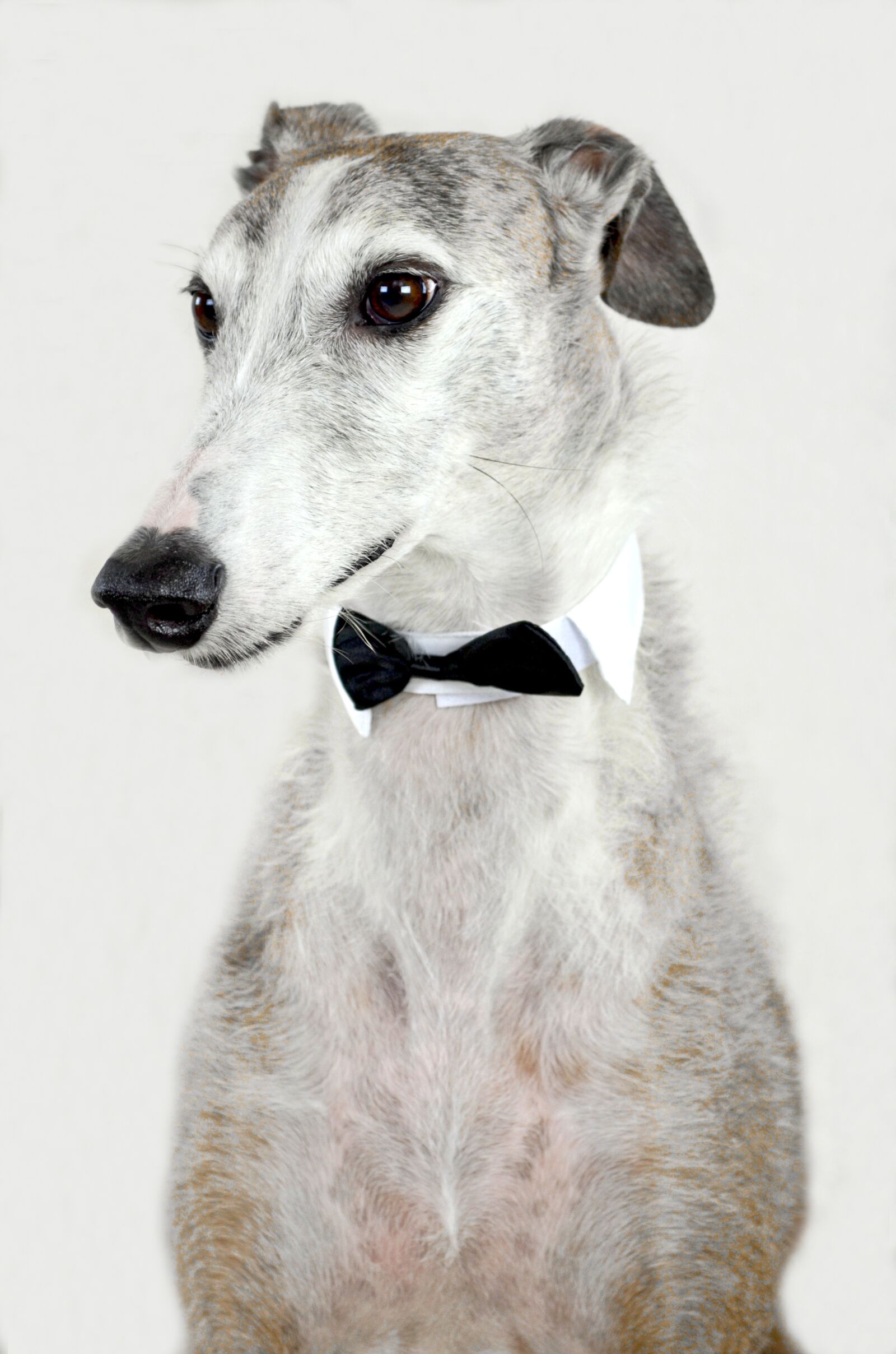 Nikon D5100 sample photo. Dog, animal, greyhound photography
