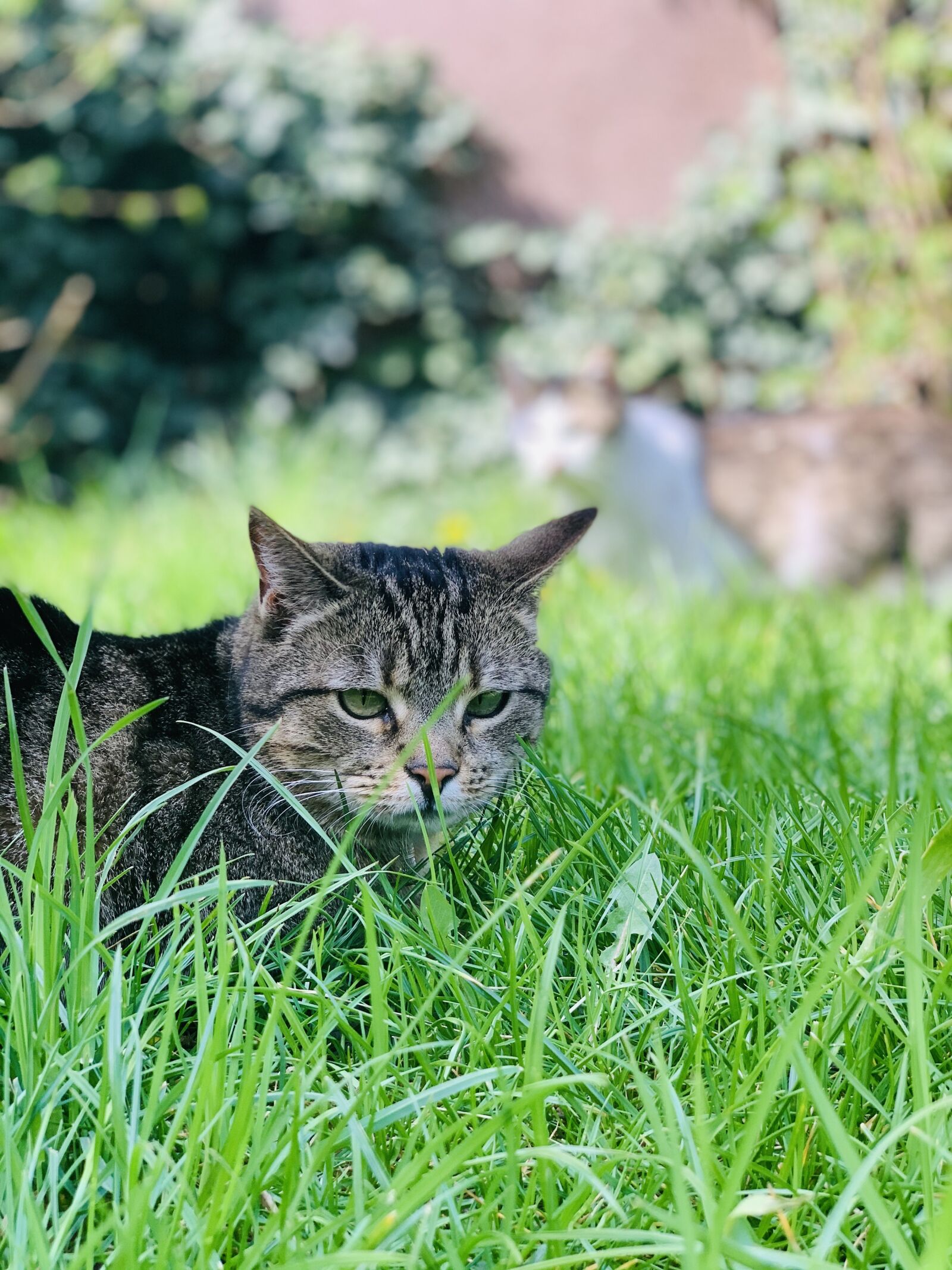 Apple iPhone XS sample photo. Cat, feral cat, cats photography
