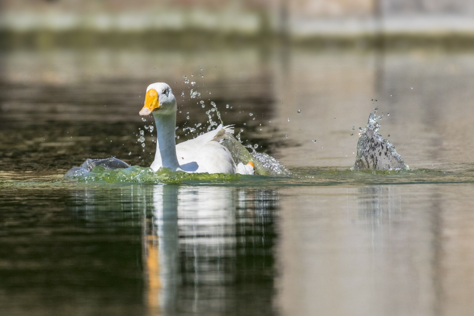 Nikon D3300 sample photo. Domestic duck, water splash photography