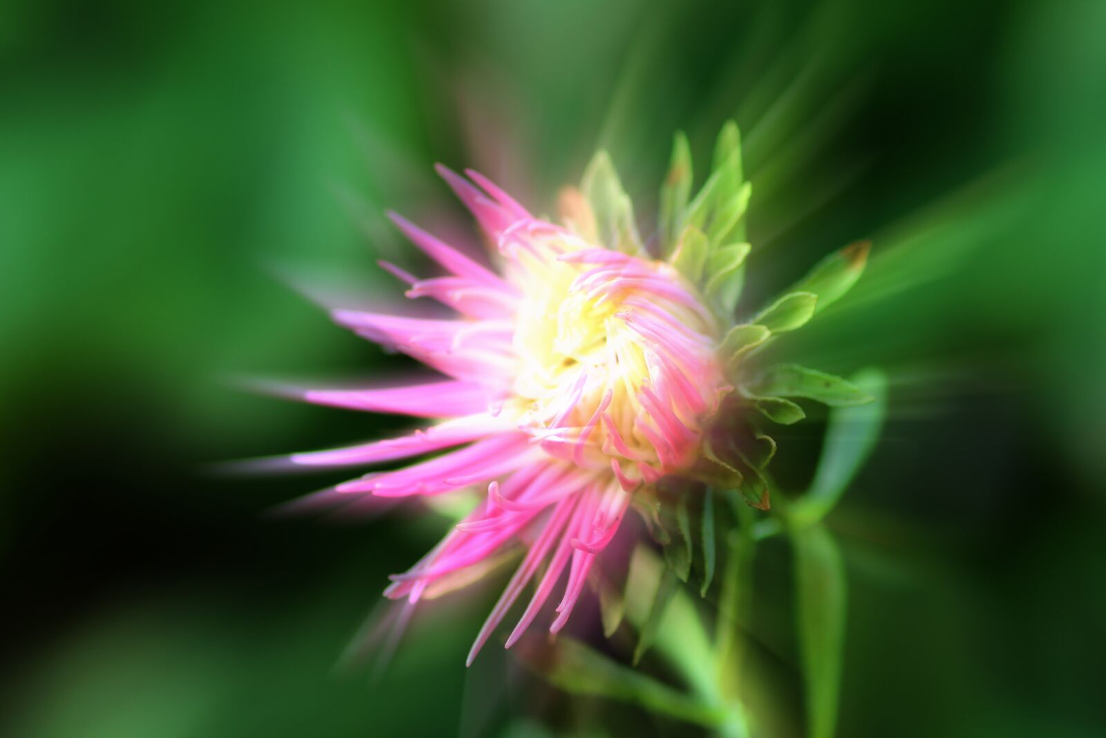 Tamron SP 90mm F2.8 Di VC USD 1:1 Macro sample photo. Flower, bloom, go up photography