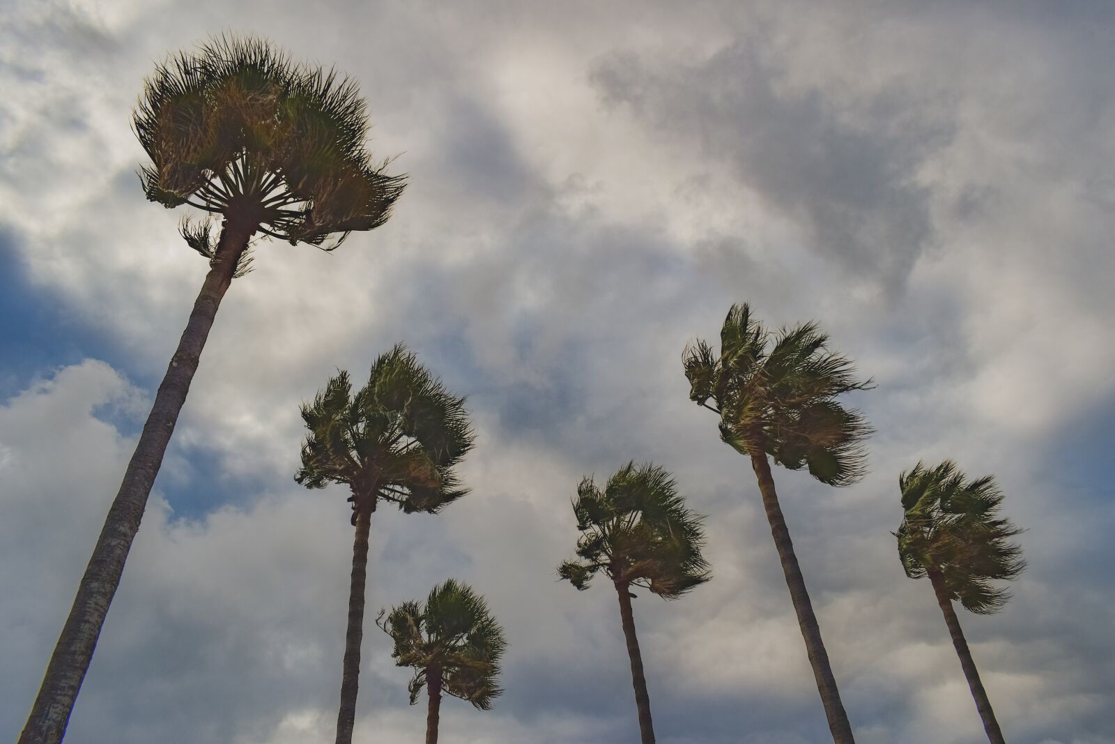 Nikon D3300 sample photo. Palm trees, wind, windy photography