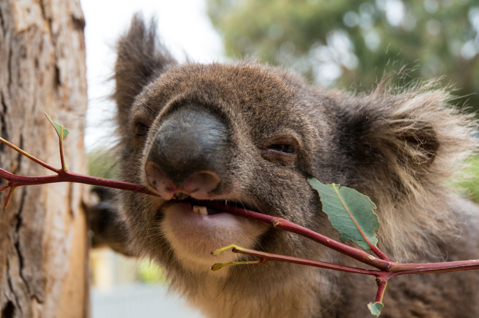Sony Alpha NEX-6 sample photo. Koala bear, lunch, kangaroo photography