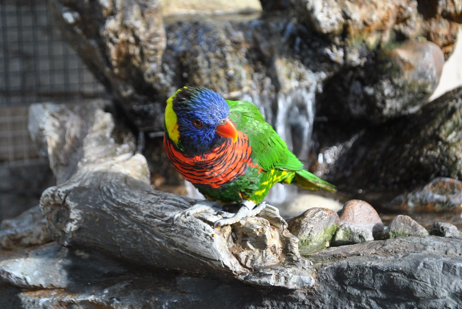 Nikon D3000 sample photo. Bird, animal, beak photography
