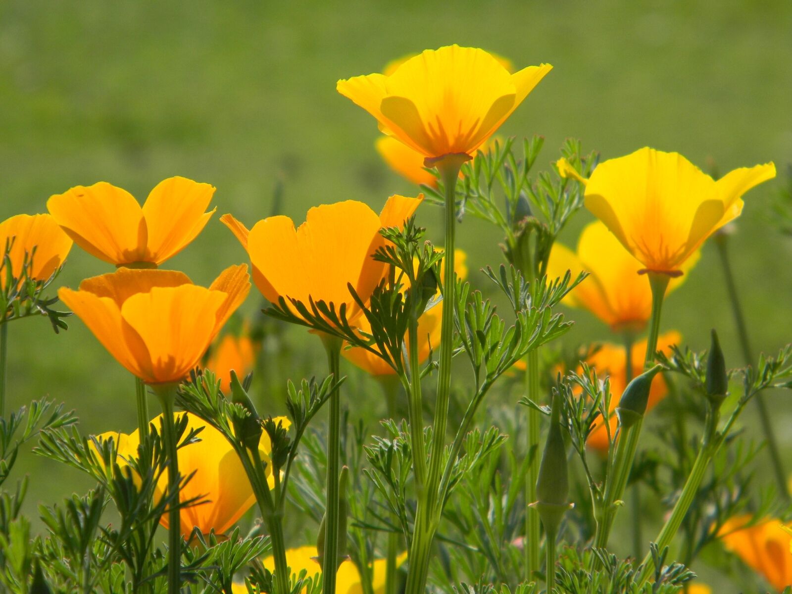 Nikon Coolpix L110 sample photo. Poppy, wildflower, california photography