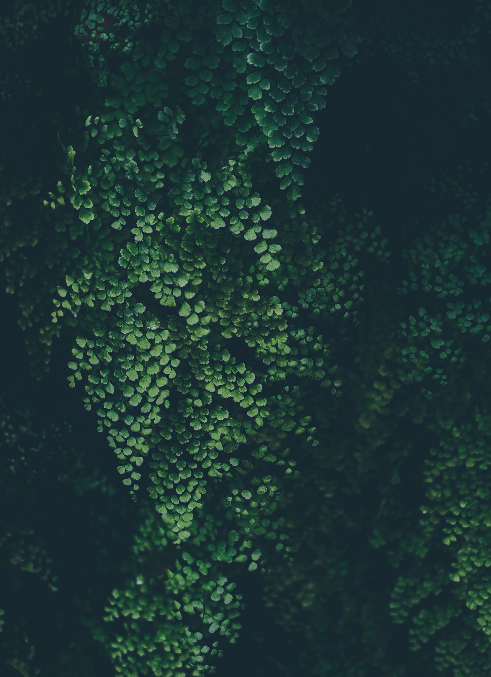 Nikon D4S sample photo. Abstract, art, background photography