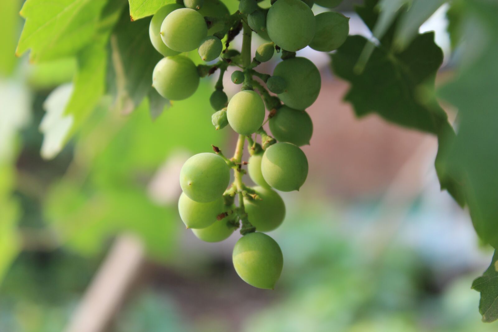 Canon EOS 600D (Rebel EOS T3i / EOS Kiss X5) sample photo. Grape, fruit, green photography