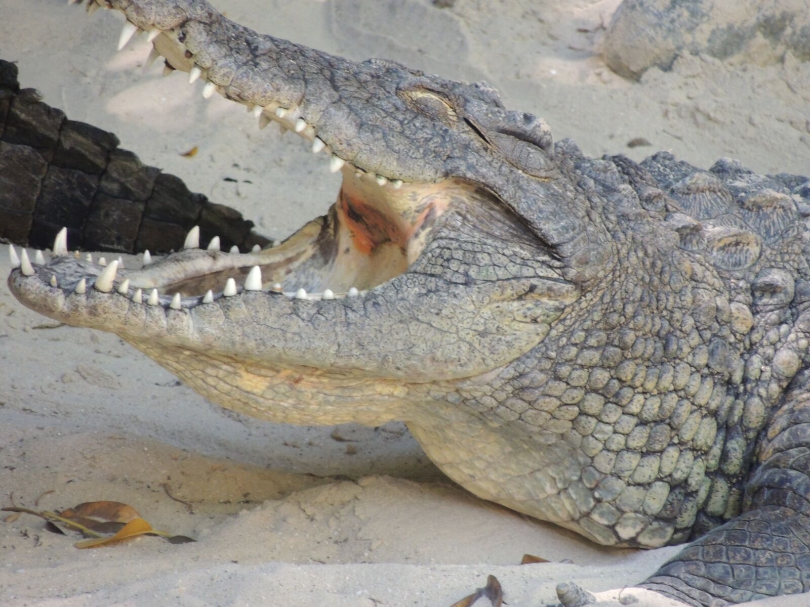 Nikon Coolpix P510 sample photo. Crocodile, teeth, predator photography