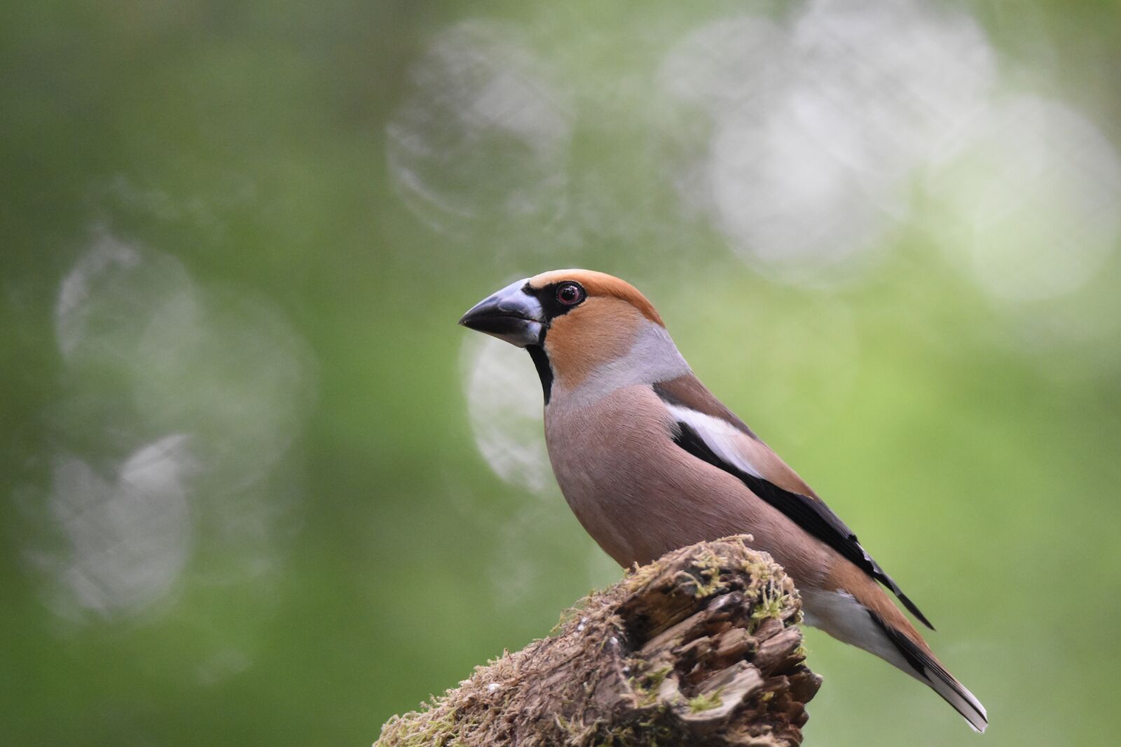 Nikon D5600 sample photo. Bird, core breaker grosbec photography