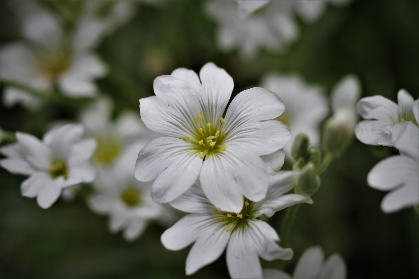 Canon EF-S 35mm F2.8 Macro IS STM sample photo. Cerastium tomentosum, blossom, bloom photography