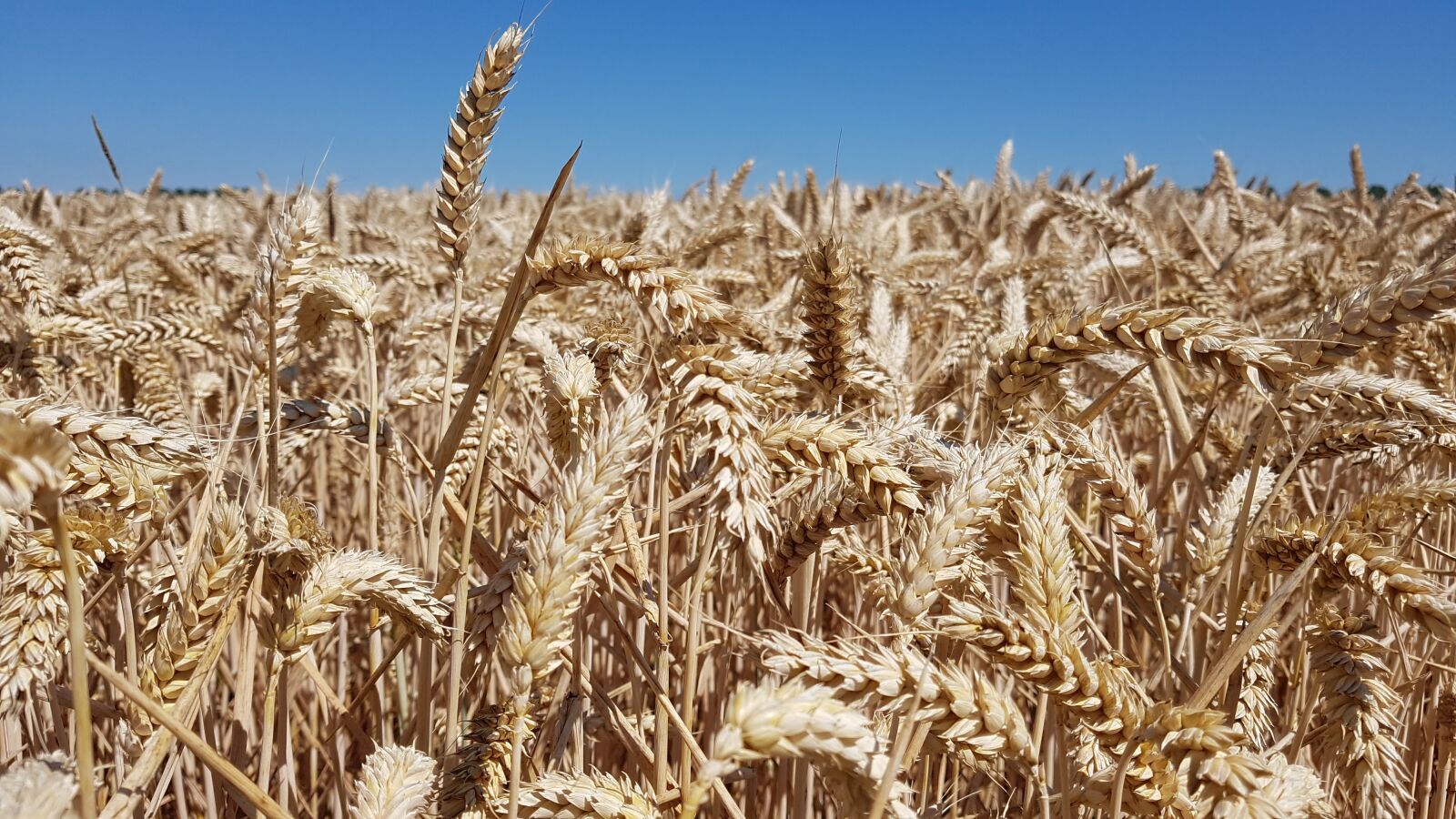 Samsung Galaxy S7 sample photo. Wheat, grain, field photography