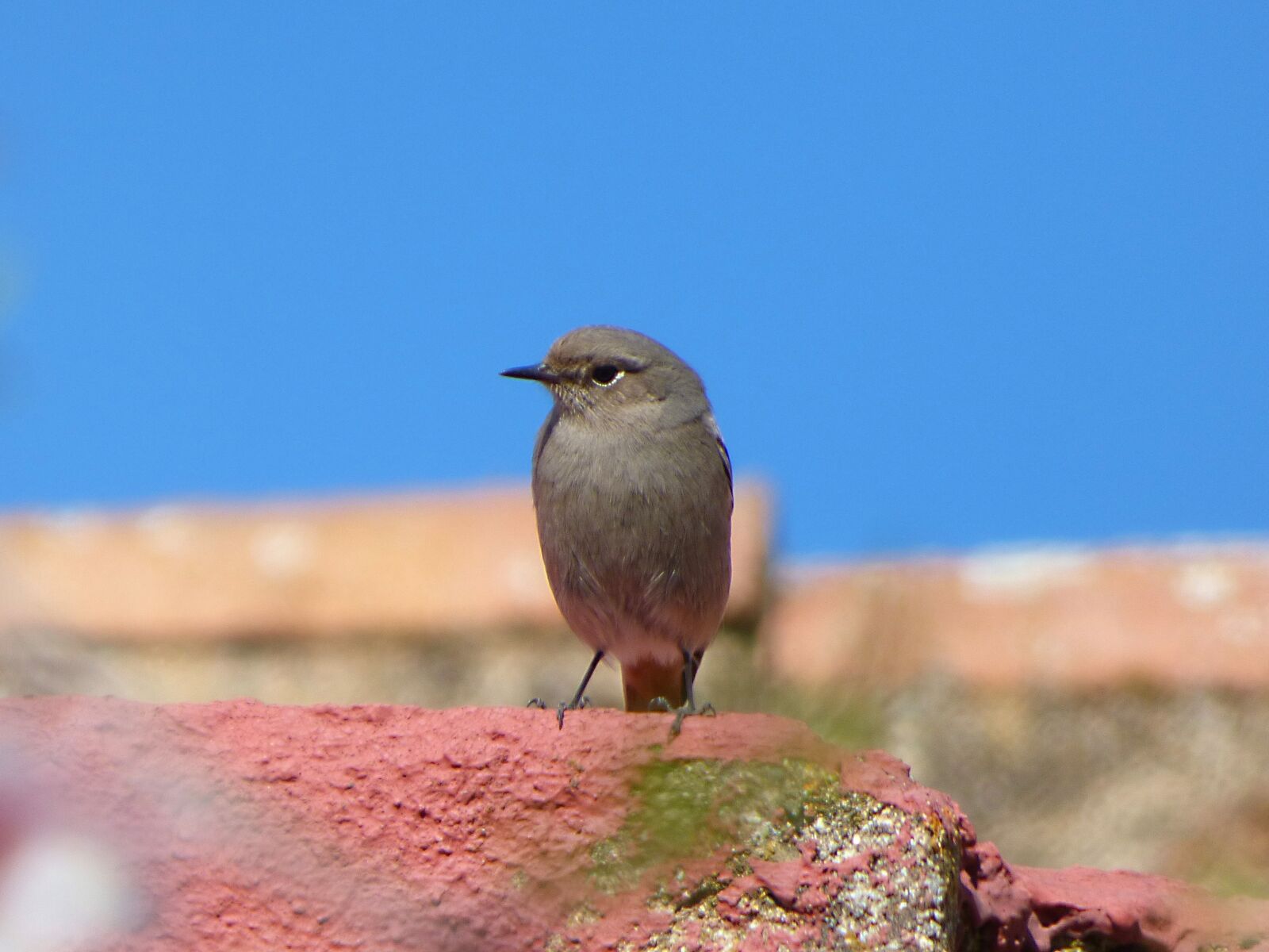 Panasonic Lumix DMC-FZ70 sample photo. Bird, roof, black redstart photography