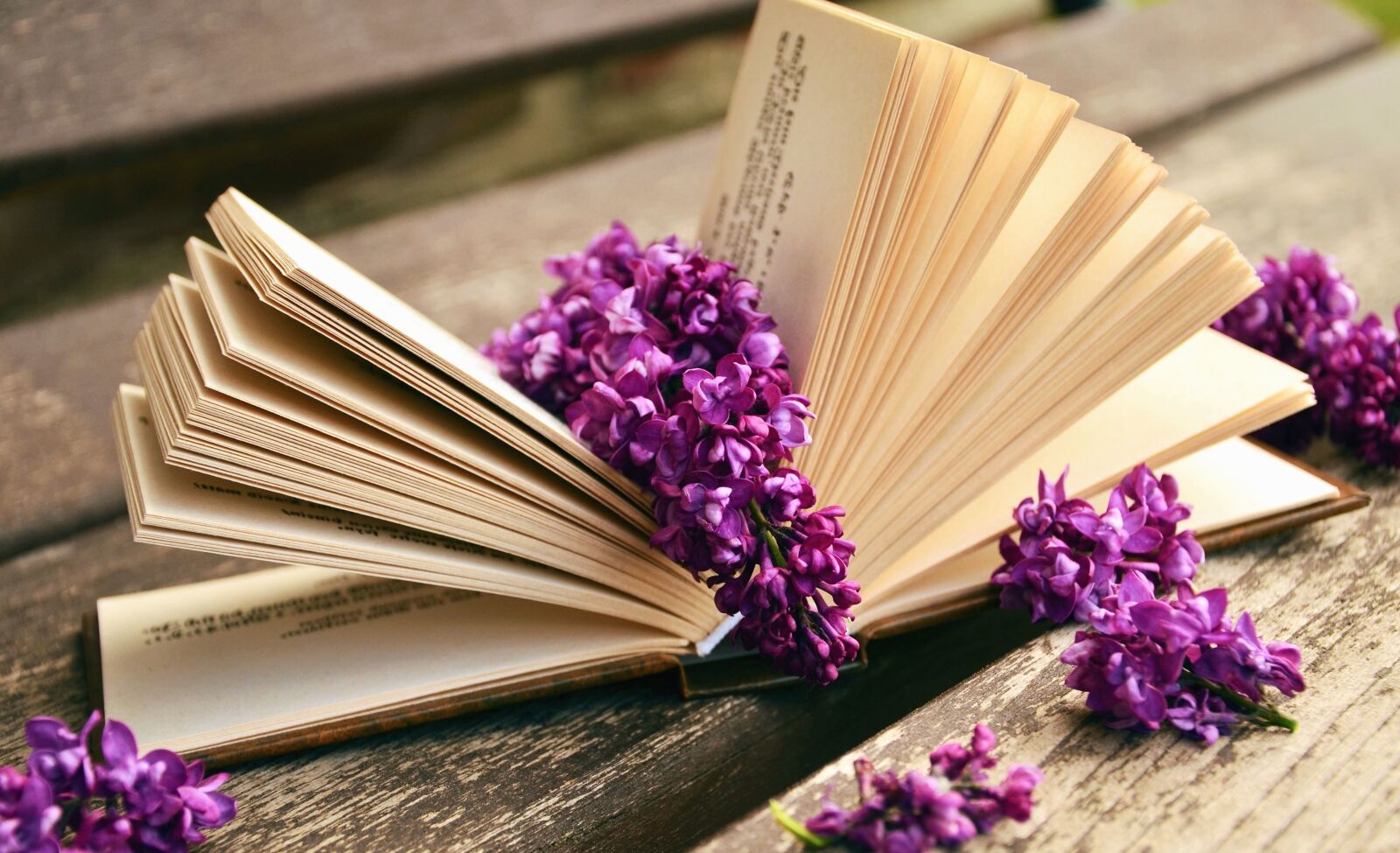 Nikon D5100 sample photo. Lilac, flower, book, page photography