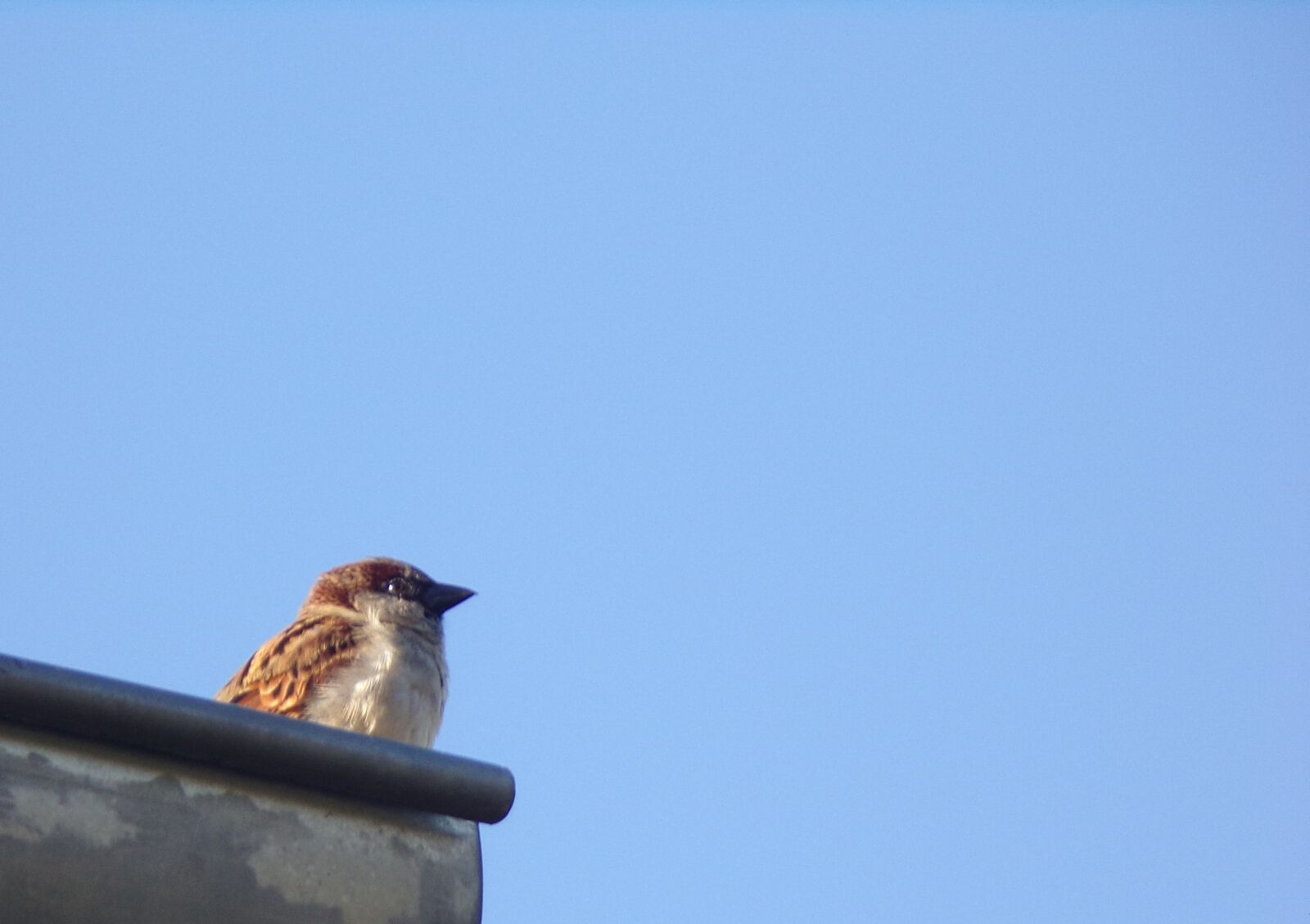 JK KODAK PIXPRO AZ421 sample photo. Nature, bird, fauna photography