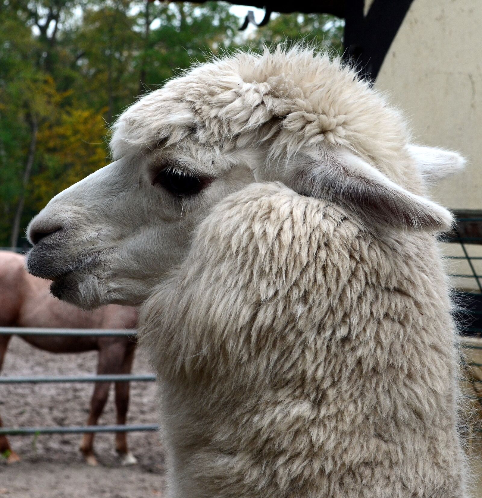 Nikon D5100 sample photo. Alpaca, animal, mammal photography
