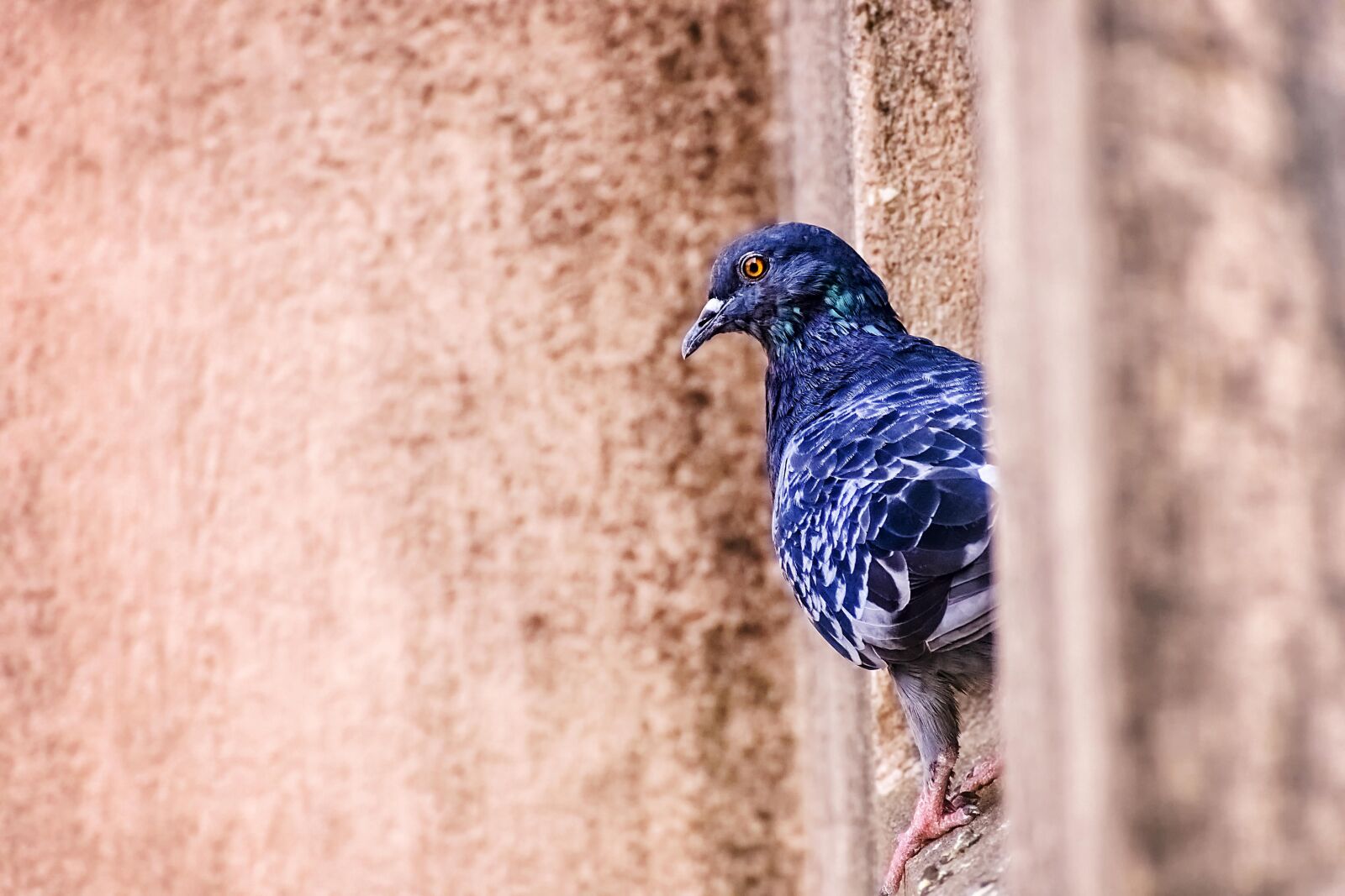 Nikon D3400 sample photo. Feather, bird, wing photography