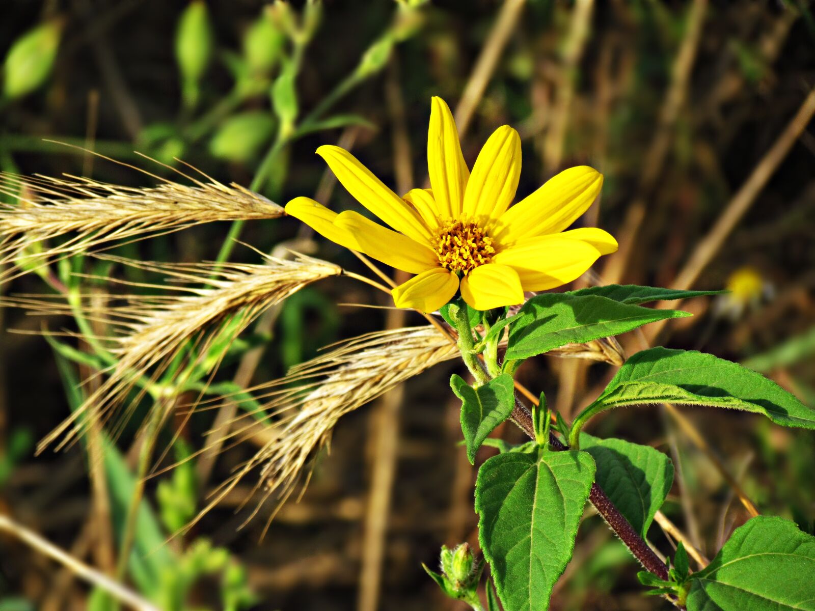 Canon PowerShot SX30 IS sample photo. Flower, grasshopper, yellow photography