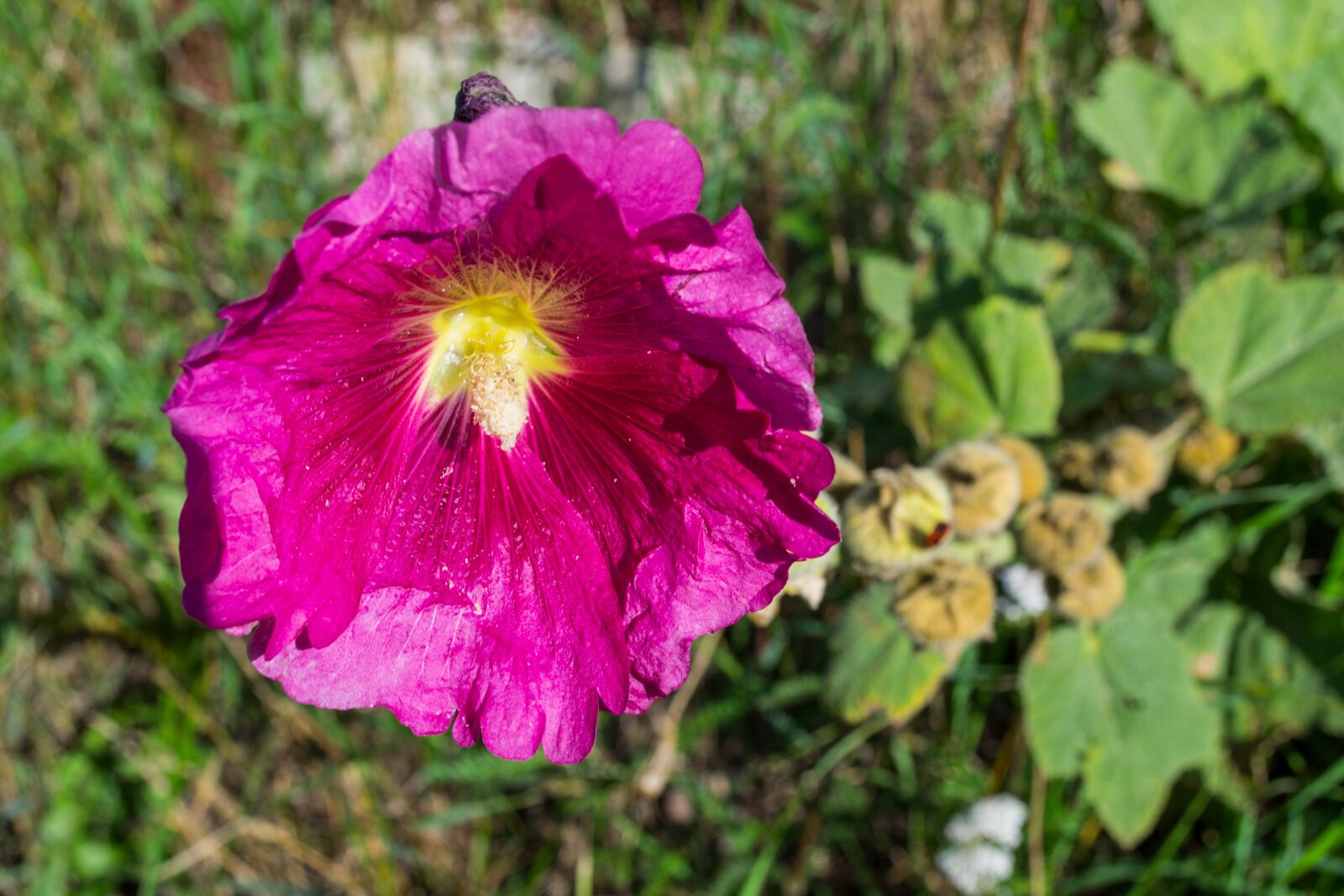 Nikon D3100 sample photo. Flourished, plant, nature photography