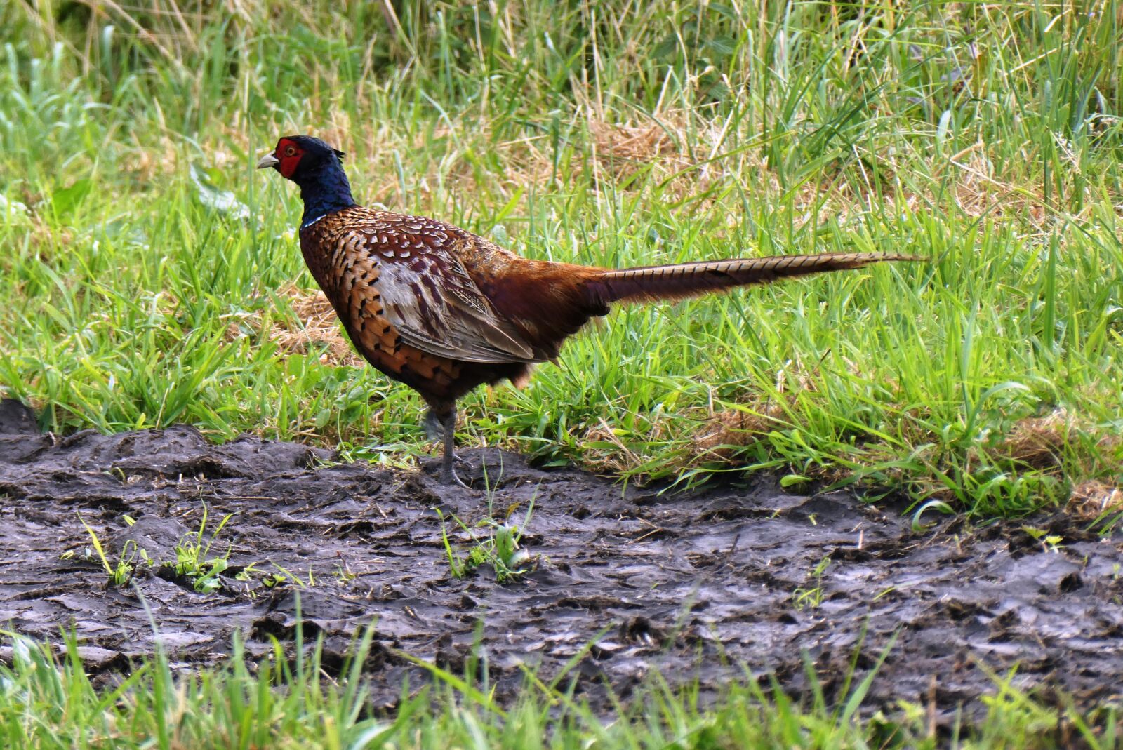 Panasonic Lumix DC-ZS70 (Lumix DC-TZ90) sample photo. Pheasant, polder, grass photography