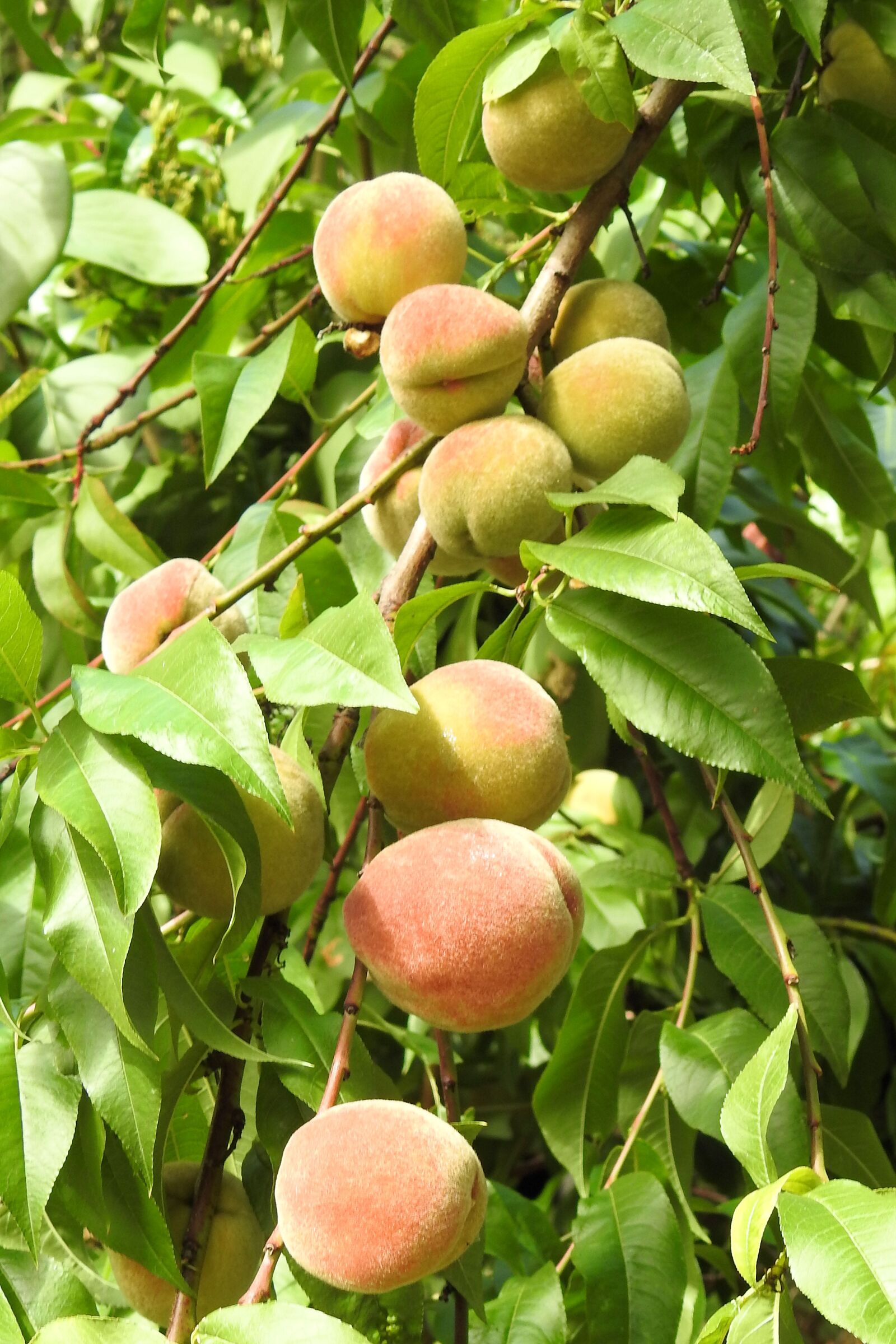 Nikon Coolpix P900 sample photo. Peaches, peach tree, fruit photography