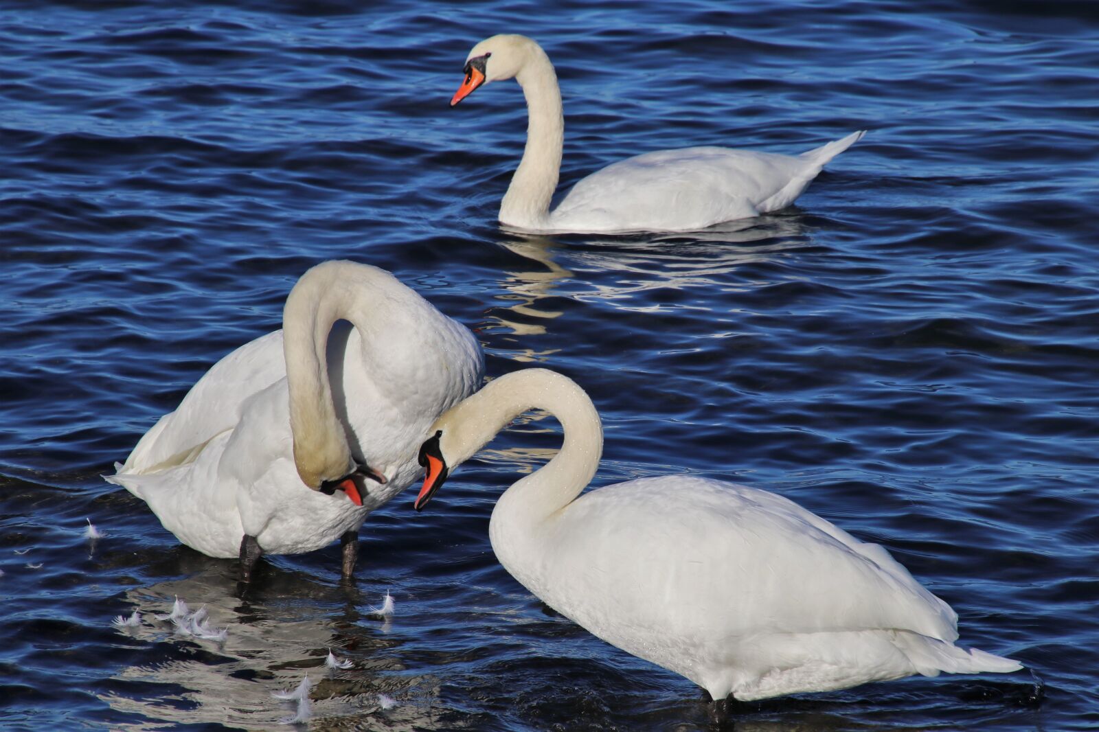 Canon EOS 80D sample photo. White swan, plumage, pen photography