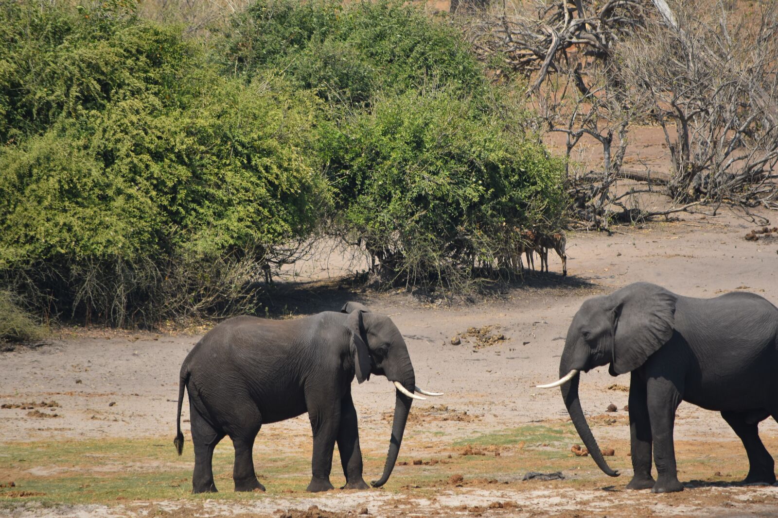 Nikon D5500 sample photo. Elephant fight, botswana, combat photography