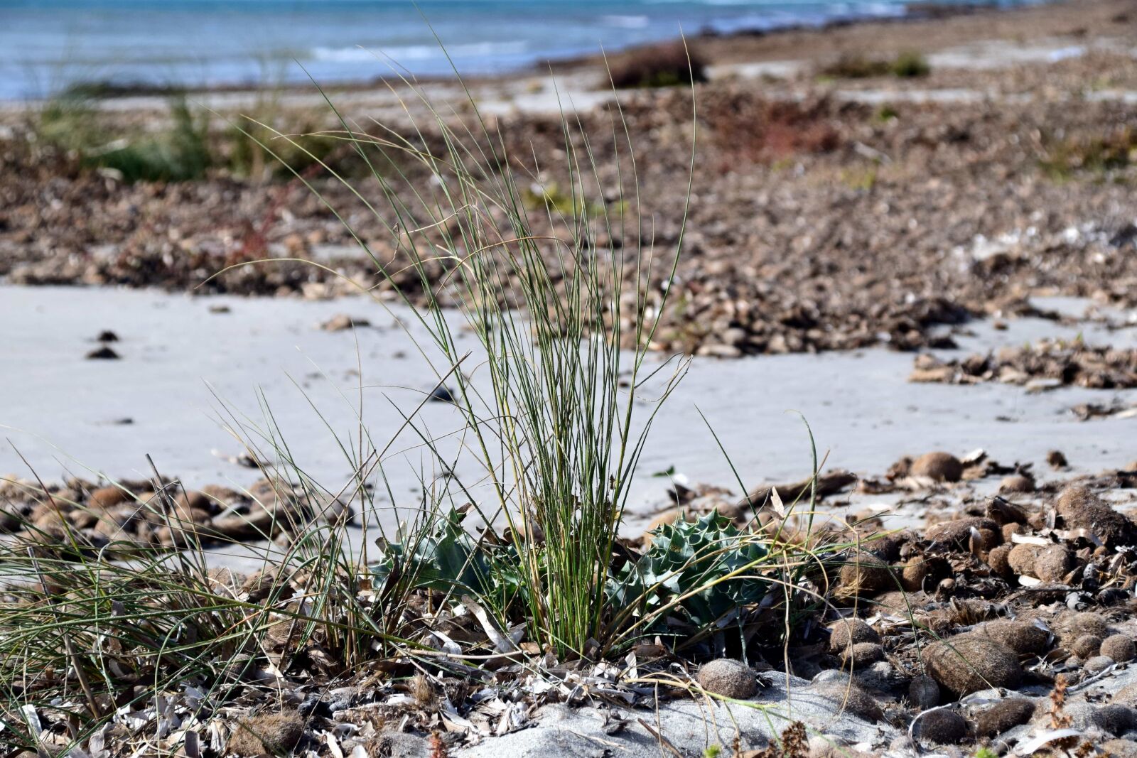 Nikon D3300 sample photo. Seashore, water, beach, nature photography