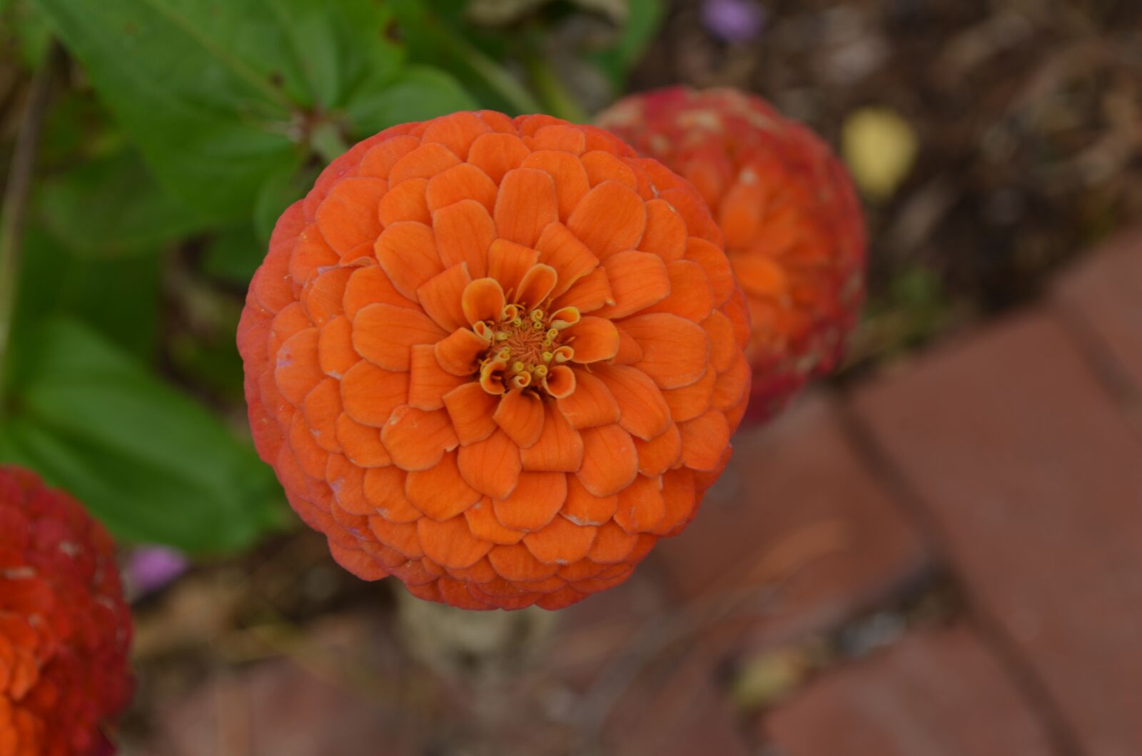 Nikon D5100 sample photo. Flower, petals, fall photography