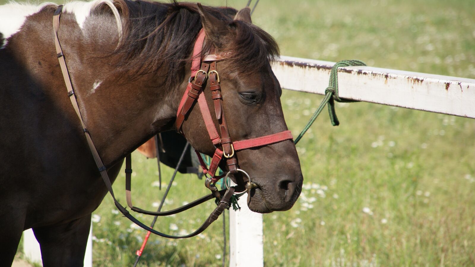 Sony Alpha DSLR-A300 sample photo. The horse, bridle, the photography