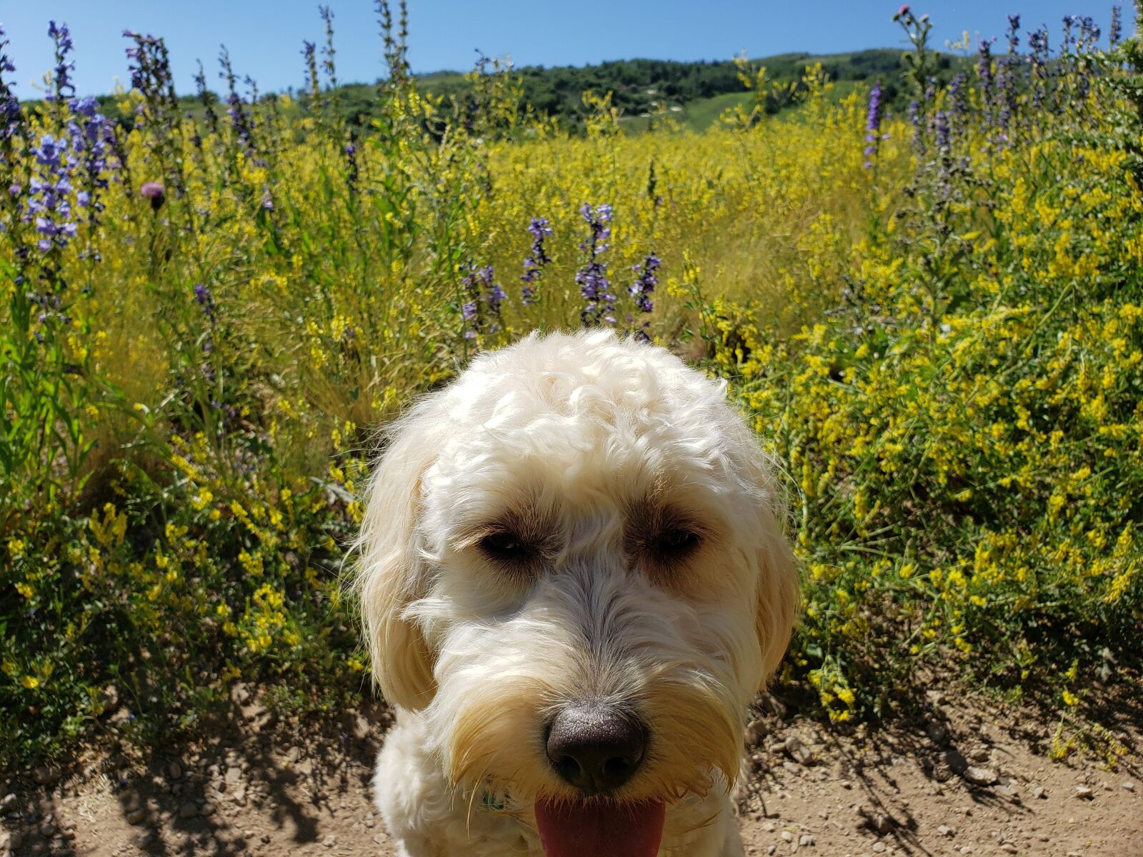 Samsung Galaxy S9+ sample photo. Dog, golden doodle, flower photography