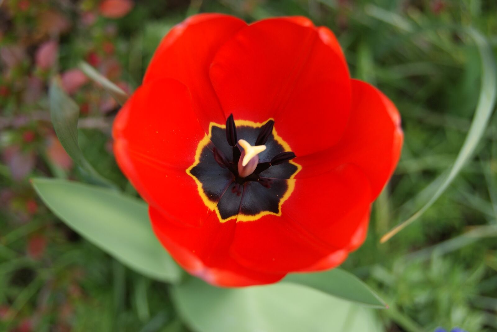 Sony Alpha DSLR-A230 sample photo. Tulip, flowers, nature photography