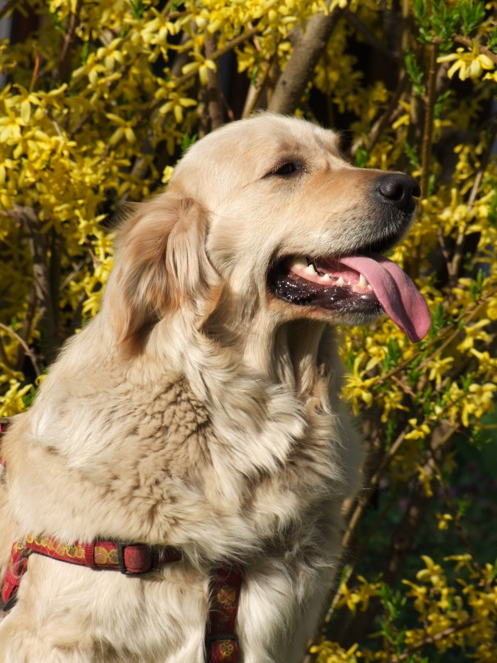 Fujifilm FinePix S100fs sample photo. Dog, gentle, family-friendly photography