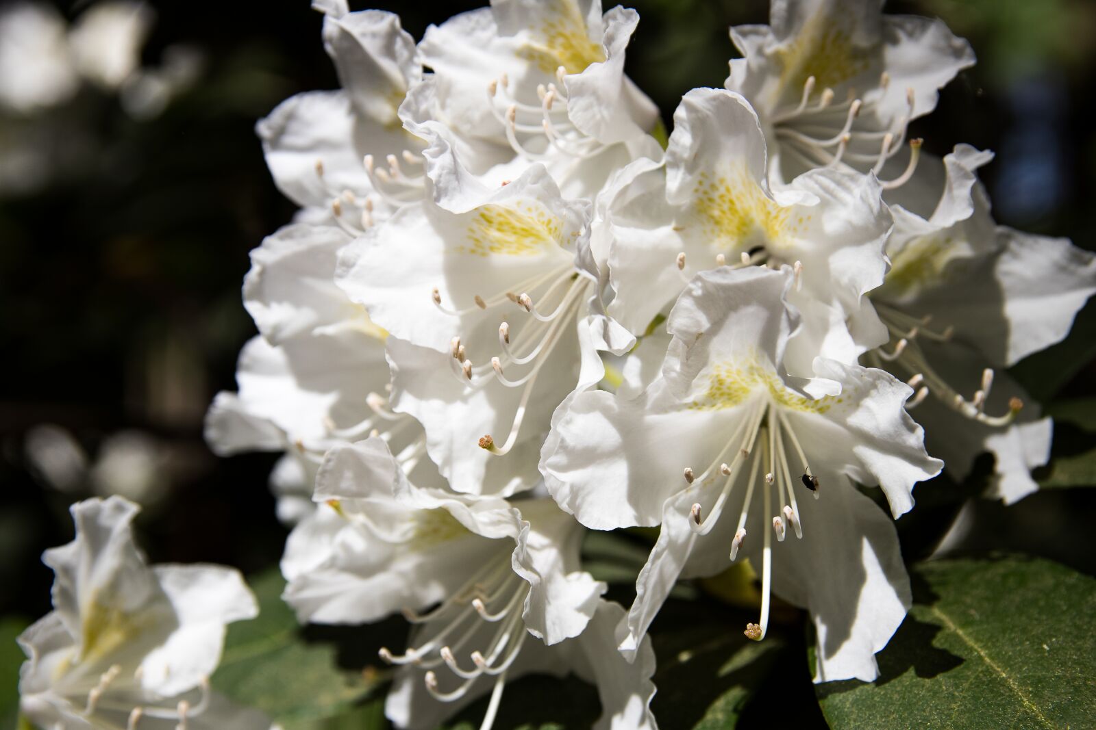 Canon EOS 80D sample photo. Rhododendron, blossom, bloom photography