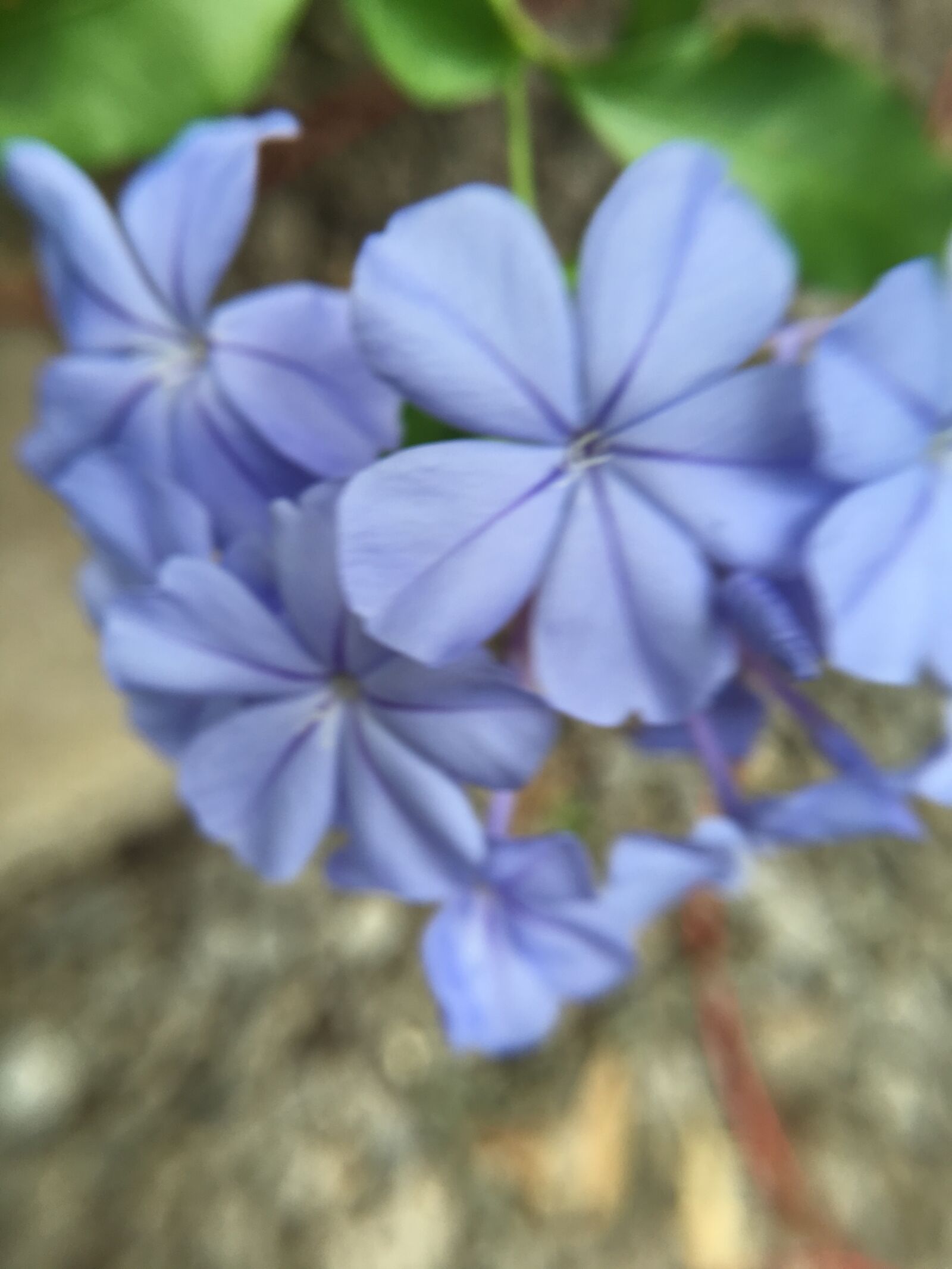 Apple iPhone 6s Plus sample photo. Beautiful, flowers photography