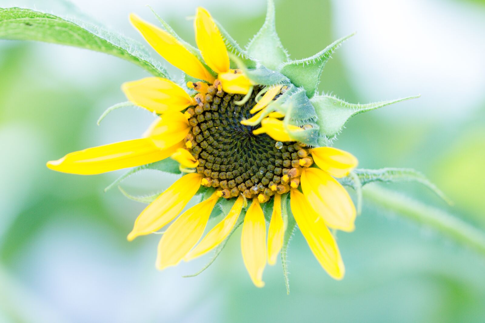 Canon EOS 70D sample photo. Sunflower, helianthus annuus, blossom photography