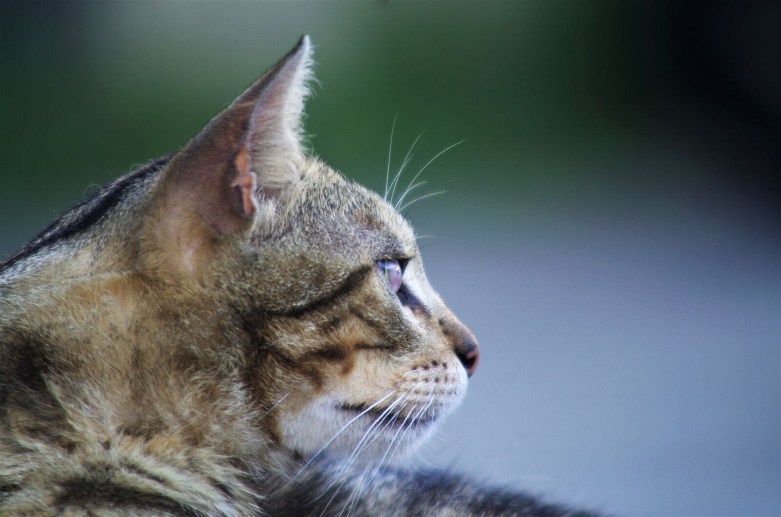 Pentax K-50 sample photo. Cat, cat european, calico photography