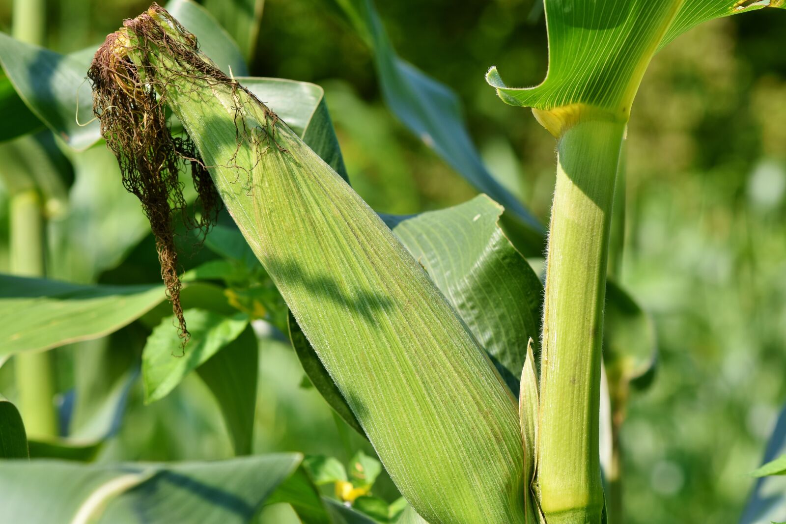 Nikon D7200 sample photo. Corn, corn on the photography