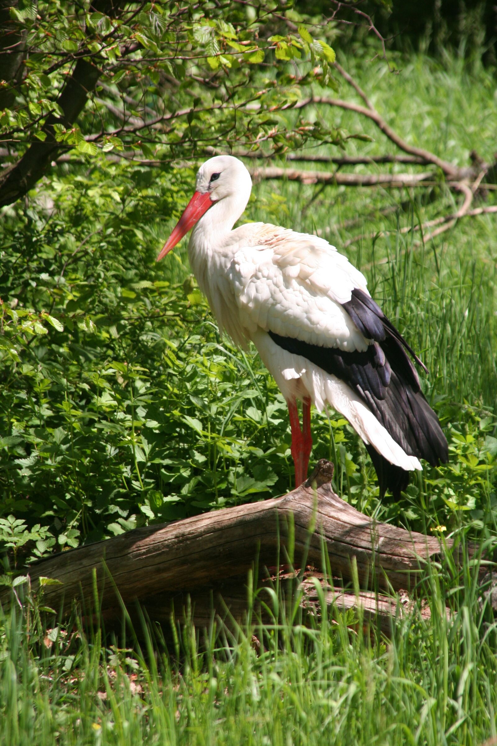 Canon EOS 350D (EOS Digital Rebel XT / EOS Kiss Digital N) sample photo. Storks, birds, animal picture photography