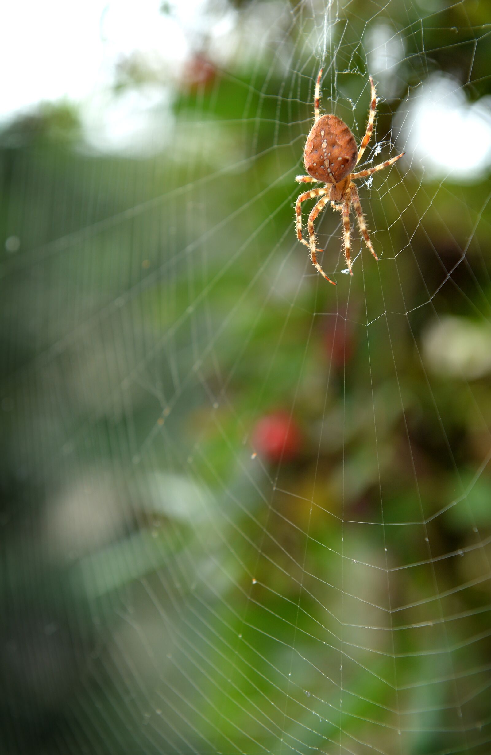 Nikon D4 sample photo. Spider, network, green photography