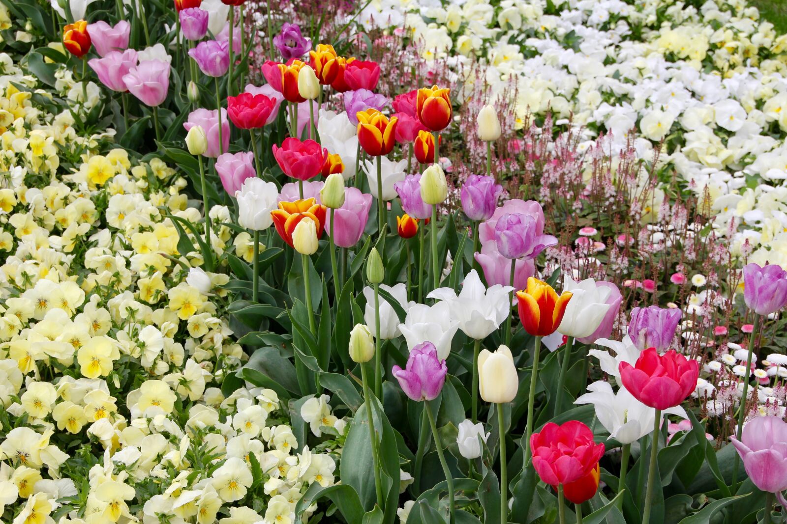 Canon EOS 60D sample photo. Tulips, tulipa, tulpenzwiebel photography