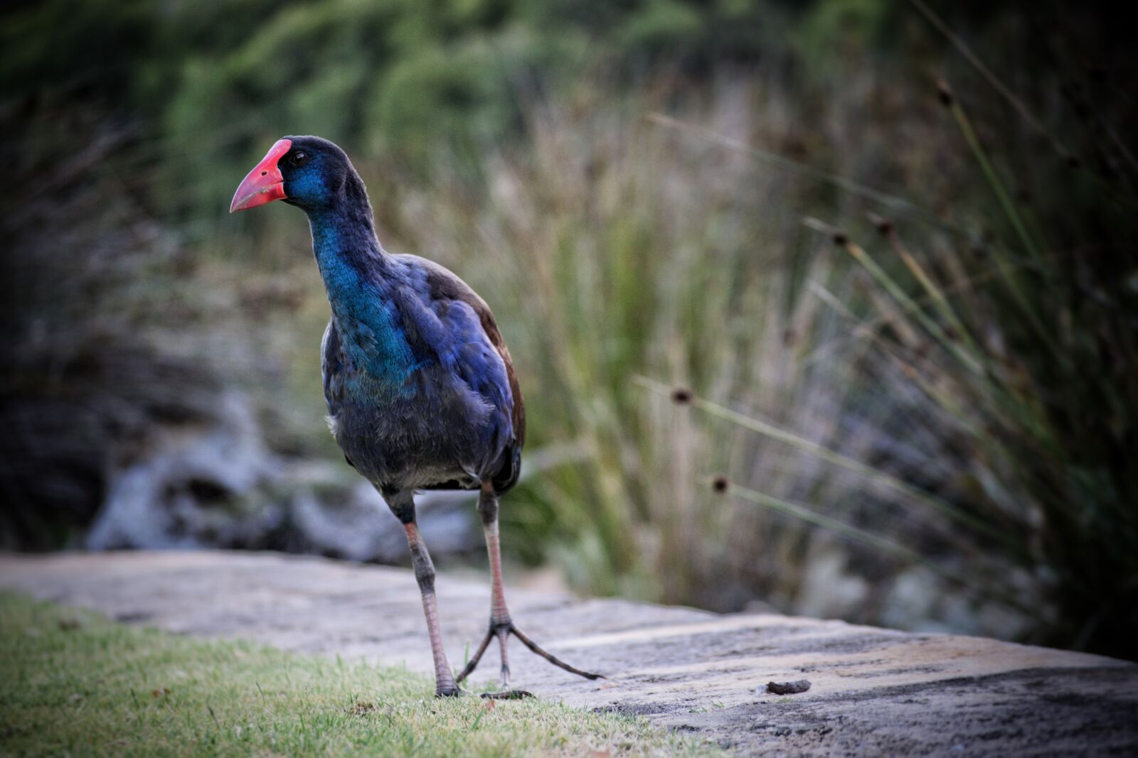 Nikon D3300 sample photo. Bird, avian, wildlife photography