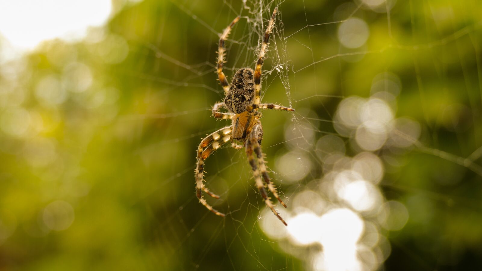 Panasonic Lumix DMC-FZ1000 sample photo. Spider, web, cobweb photography