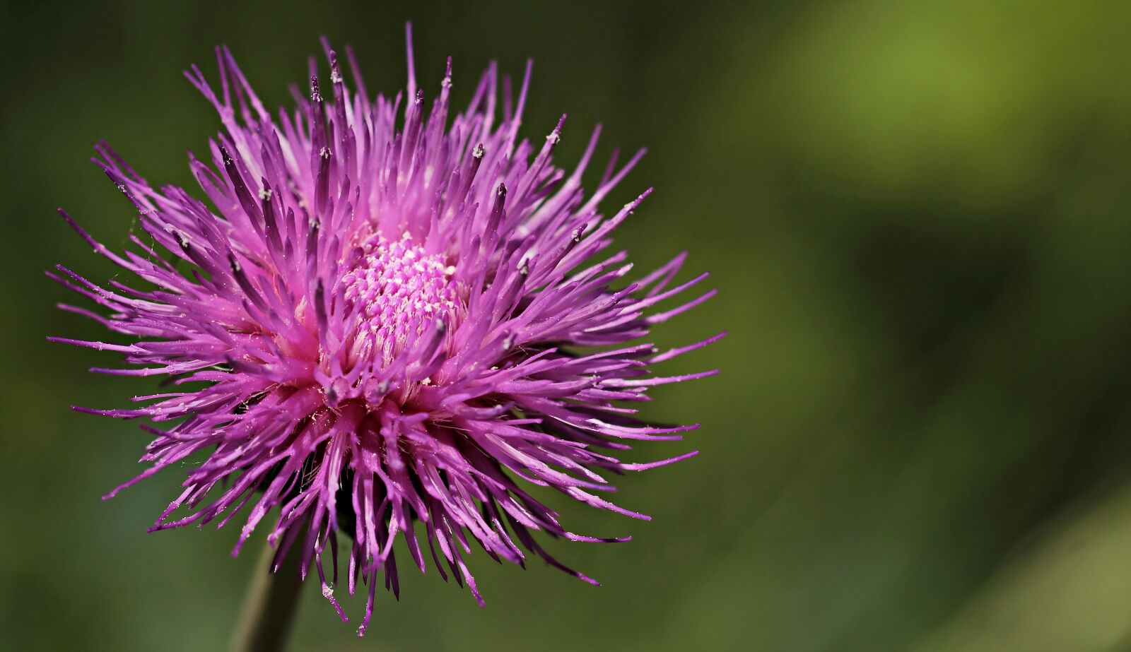 Canon EOS 80D sample photo. Thistle, purple thistle, plant photography