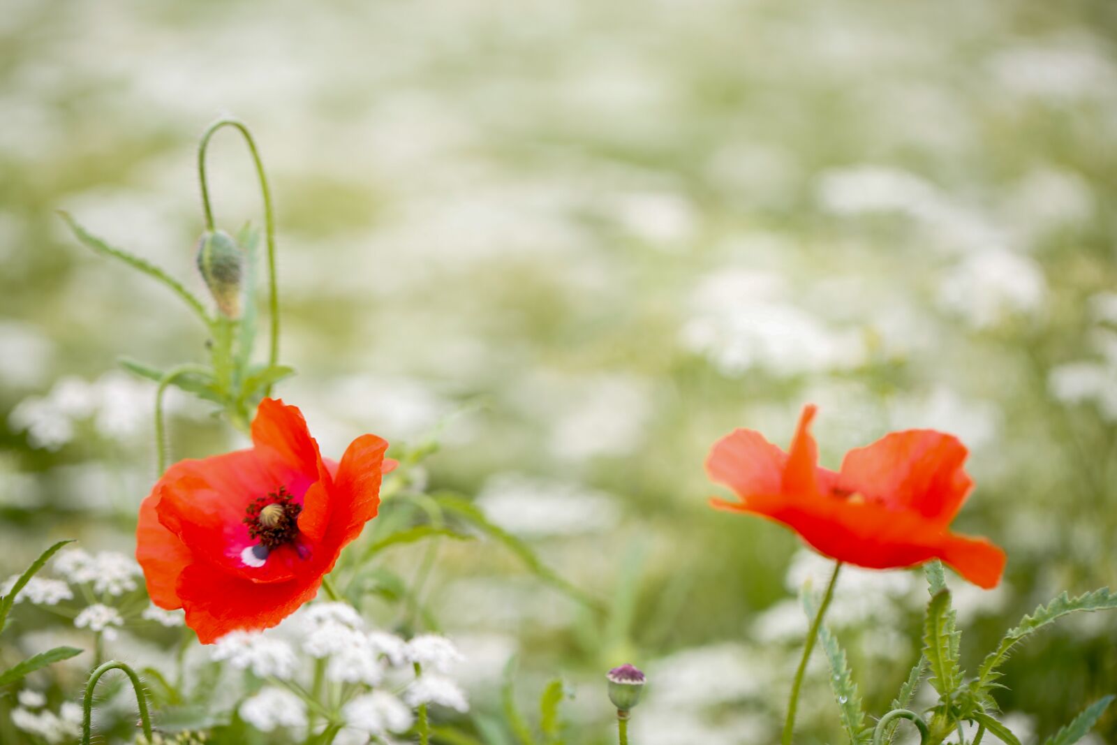 Canon EF 100mm F2.8L Macro IS USM sample photo. Poppy, flower, nature photography