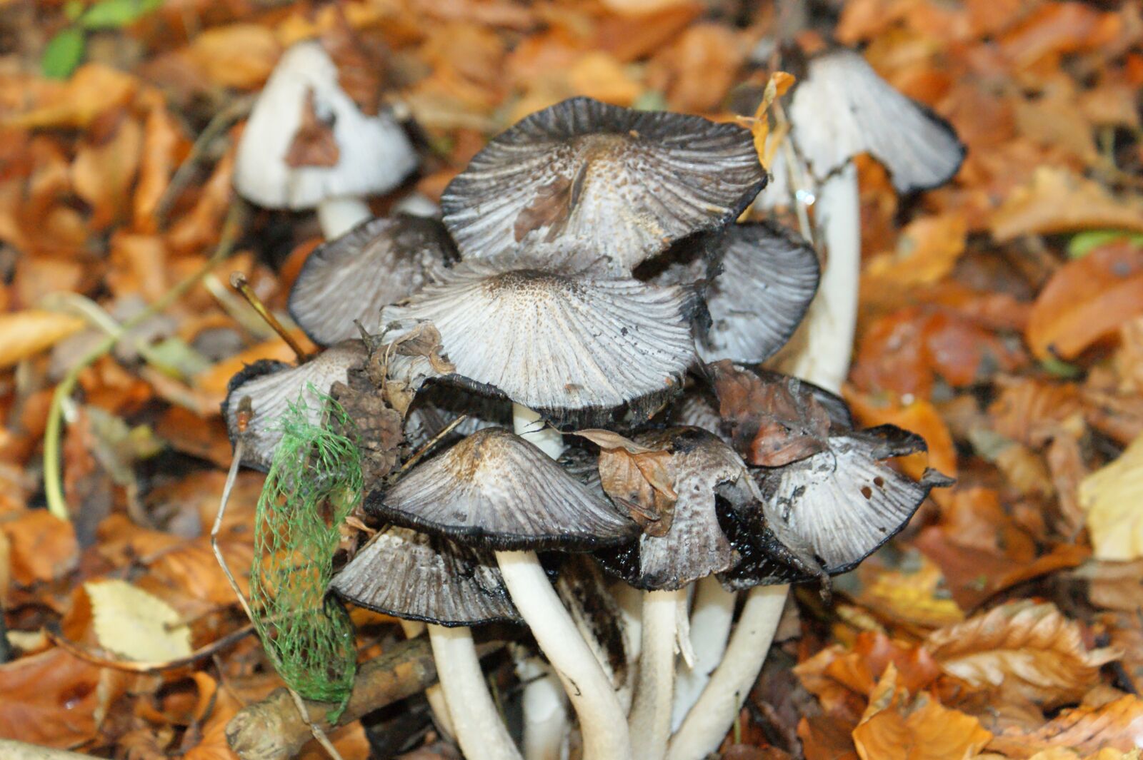 Sony Alpha DSLR-A350 sample photo. Mushrooms, picnic, natural photography
