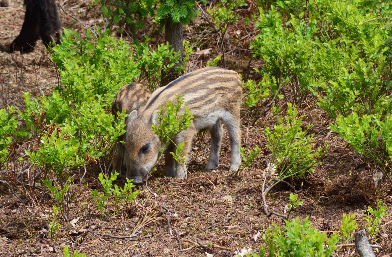 Nikon D3200 sample photo. Hog wild, piglet, animal photography