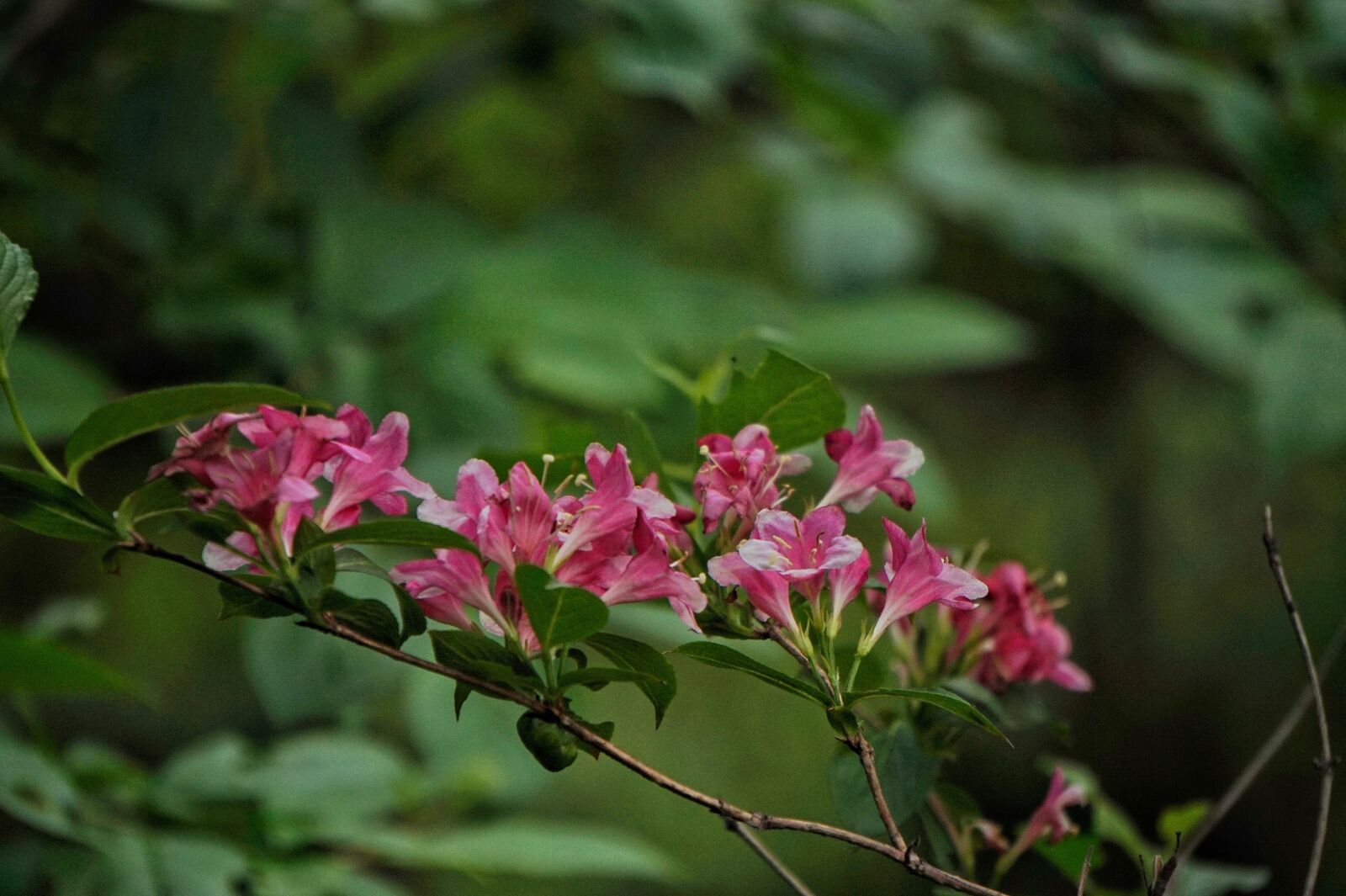 Sony Alpha a5000 (ILCE 5000) + Sony E 55-210mm F4.5-6.3 OSS sample photo. Bottle flower, red flowers photography