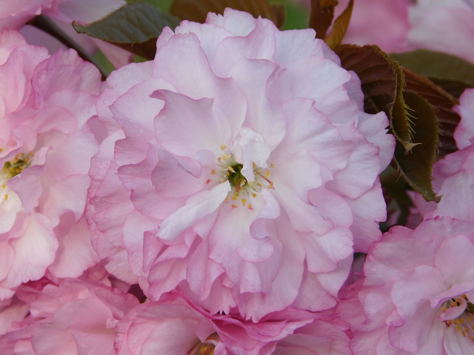 Nikon Coolpix L840 sample photo. Flower, pink, petals photography